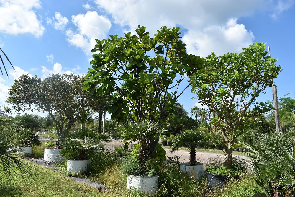 ficus-lyrata-fiddle-leaf-fig-ficus-pandurata