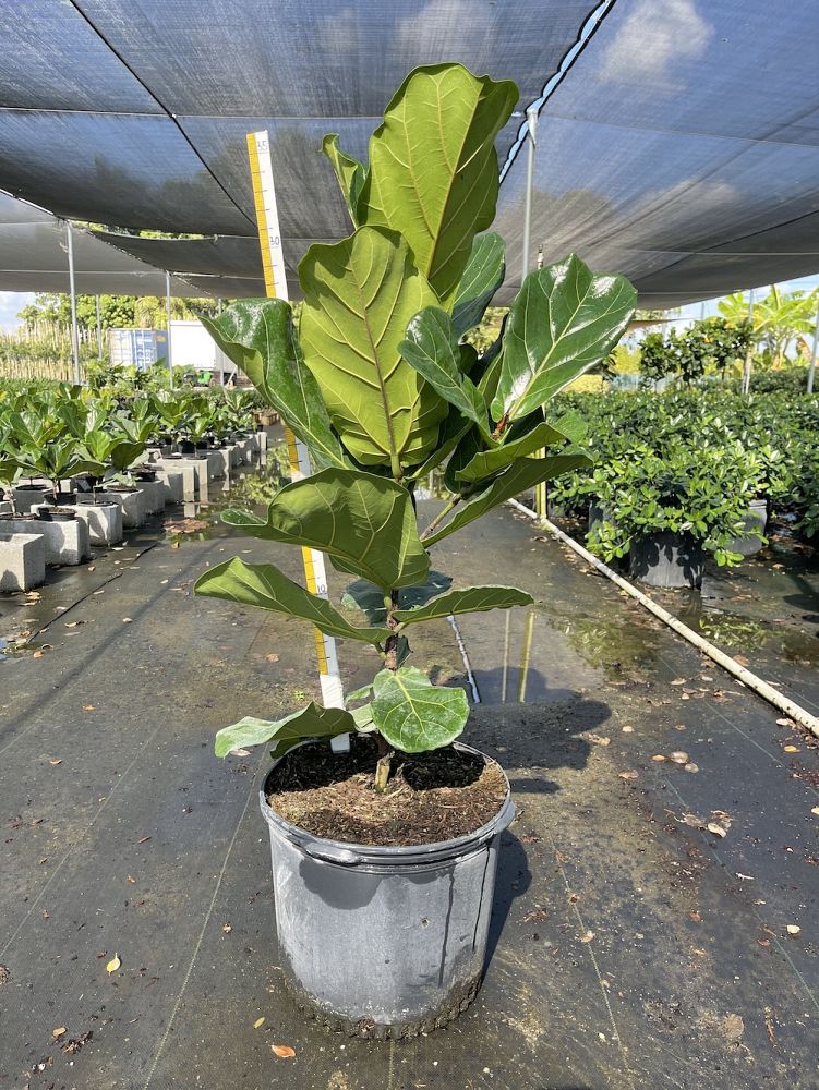 ficus-lyrata-fiddle-leaf-fig-ficus-pandurata