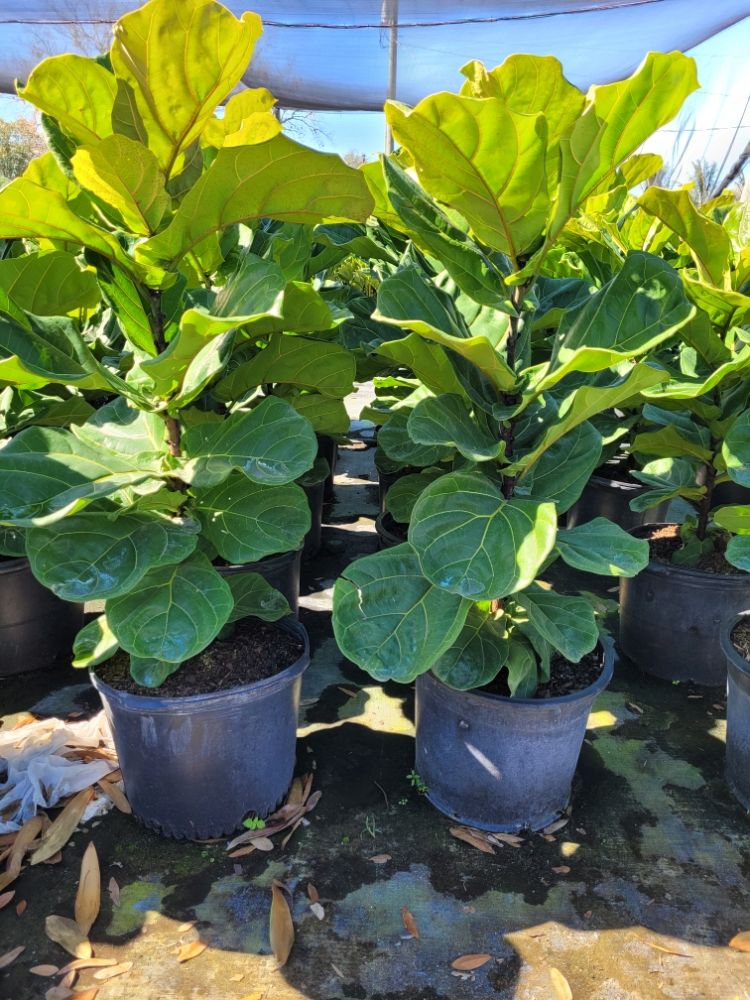 ficus-lyrata-fiddle-leaf-fig-ficus-pandurata