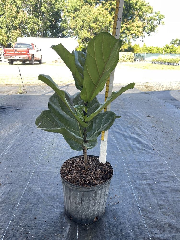 ficus-lyrata-fiddle-leaf-fig-ficus-pandurata