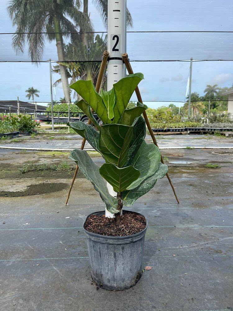 ficus-lyrata-fiddle-leaf-fig-ficus-pandurata