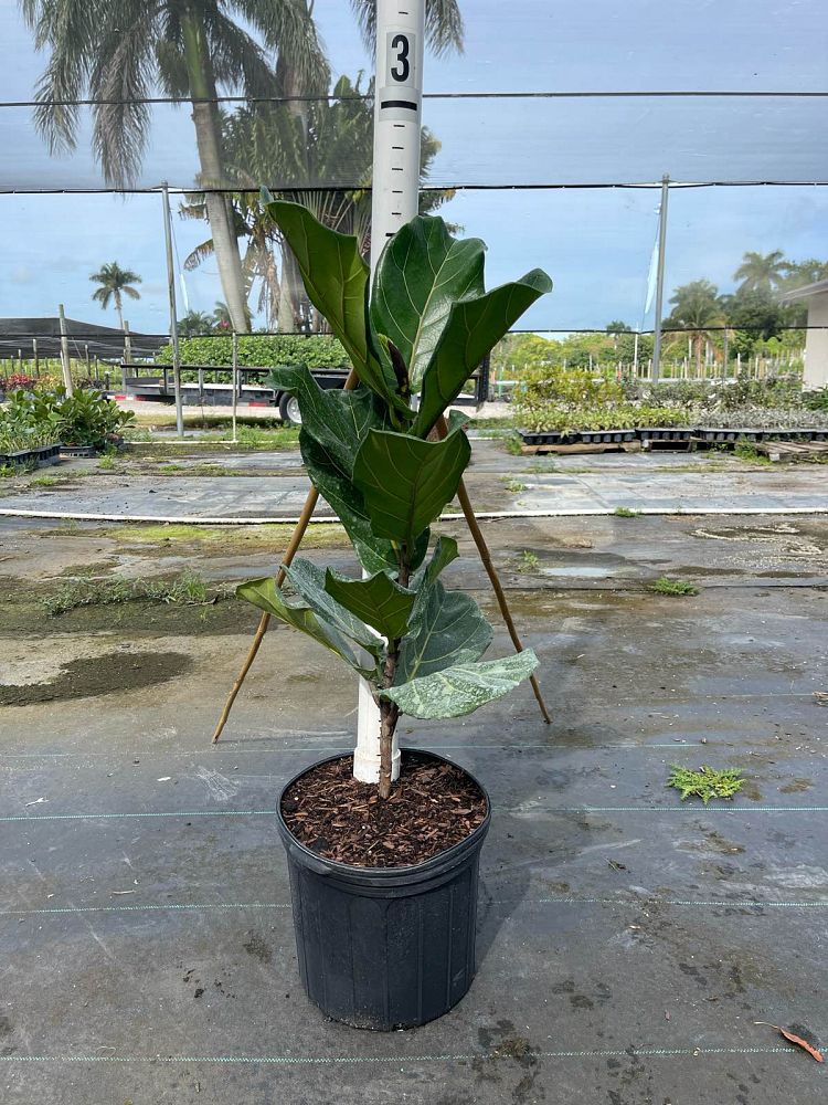 ficus-lyrata-fiddle-leaf-fig-ficus-pandurata