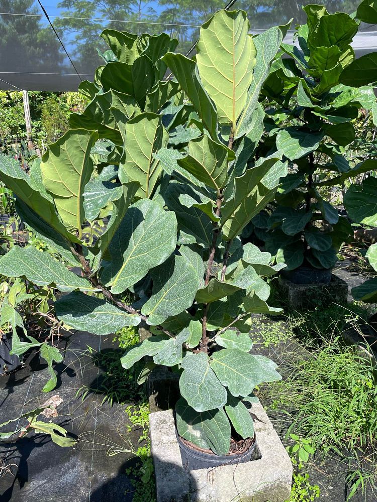 ficus-lyrata-fiddle-leaf-fig-ficus-pandurata