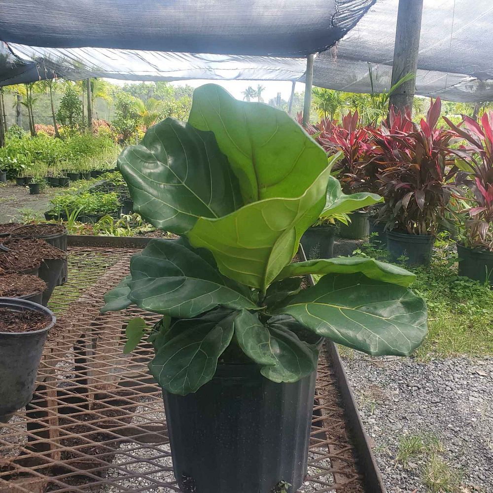 ficus-lyrata-fiddle-leaf-fig-ficus-pandurata