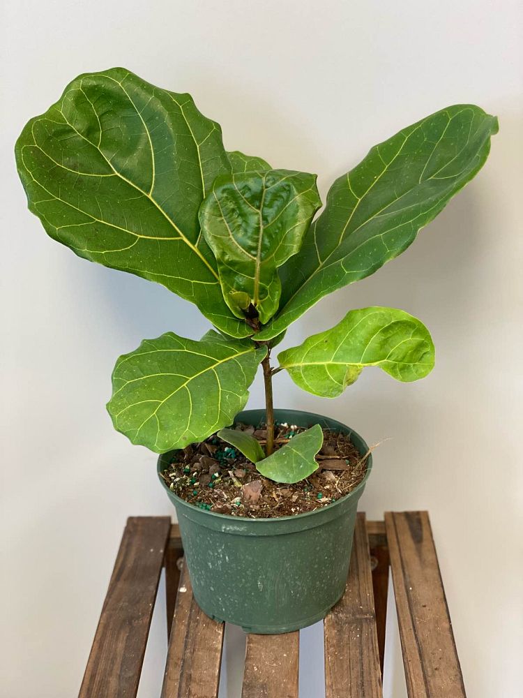 ficus-lyrata-fiddle-leaf-fig-ficus-pandurata