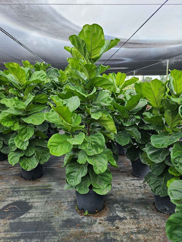 ficus-lyrata-fiddle-leaf-fig-ficus-pandurata