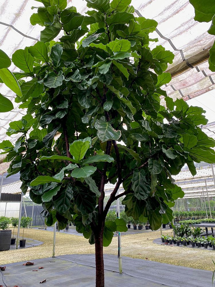 ficus-lyrata-fiddle-leaf-fig-ficus-pandurata