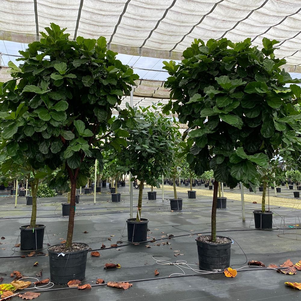 ficus-lyrata-fiddle-leaf-fig-ficus-pandurata