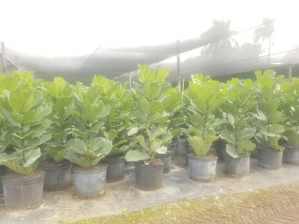 ficus-lyrata-fiddle-leaf-fig-ficus-pandurata