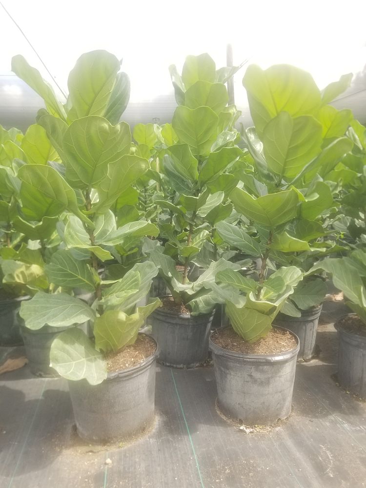 ficus-lyrata-fiddle-leaf-fig-ficus-pandurata