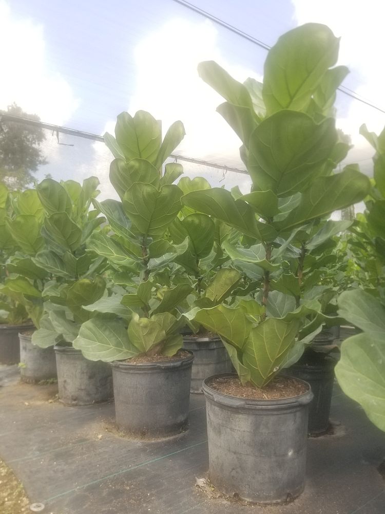 ficus-lyrata-fiddle-leaf-fig-ficus-pandurata