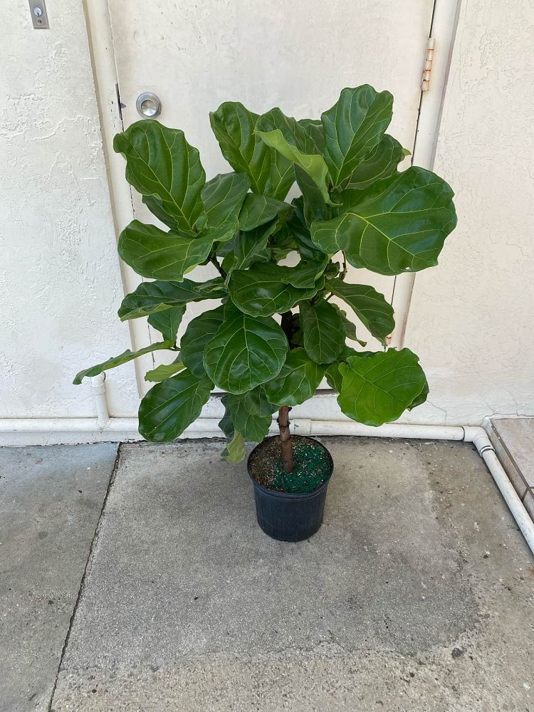 ficus-lyrata-fiddle-leaf-fig-ficus-pandurata