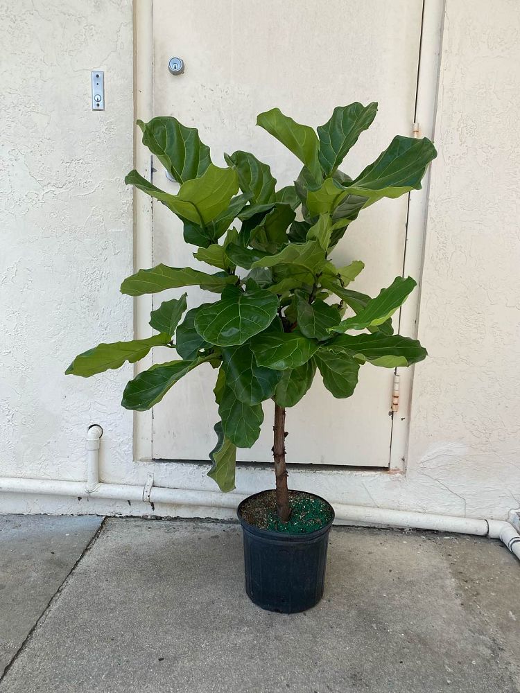 ficus-lyrata-fiddle-leaf-fig-ficus-pandurata