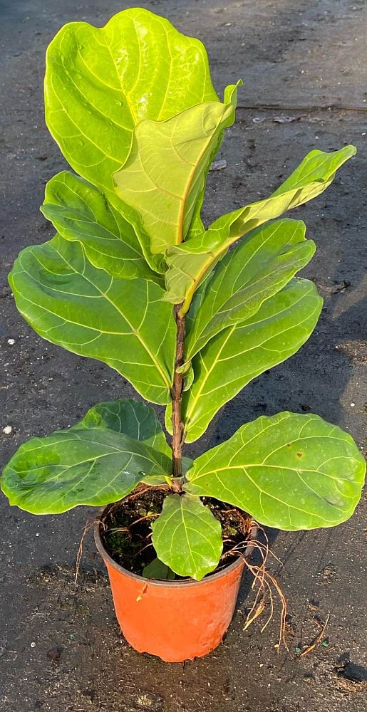 ficus-lyrata-fiddle-leaf-fig-ficus-pandurata
