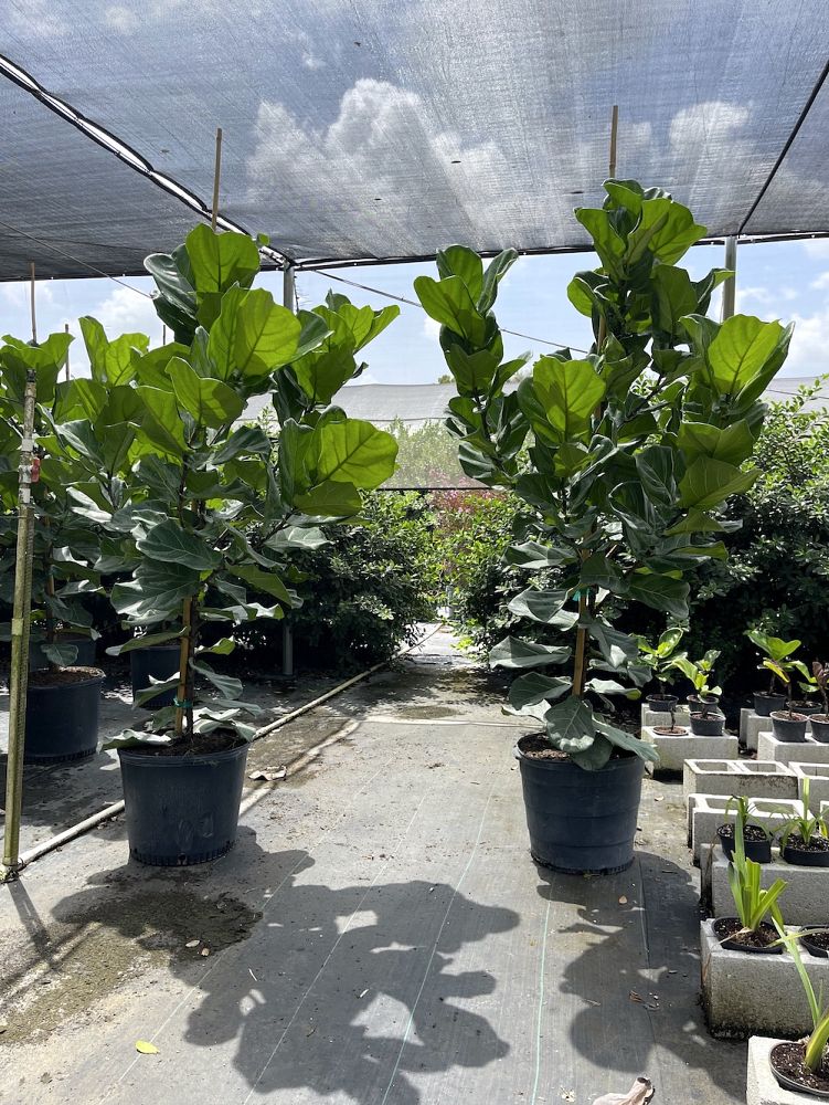 ficus-lyrata-fiddle-leaf-fig-ficus-pandurata
