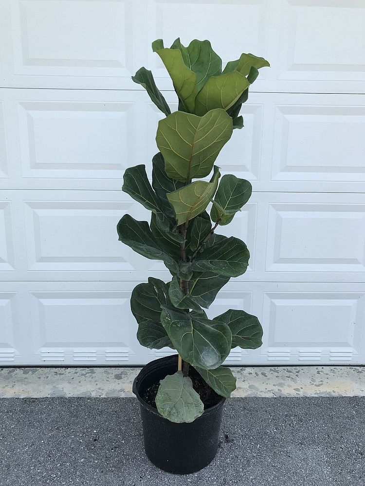 ficus-lyrata-fiddle-leaf-fig-ficus-pandurata