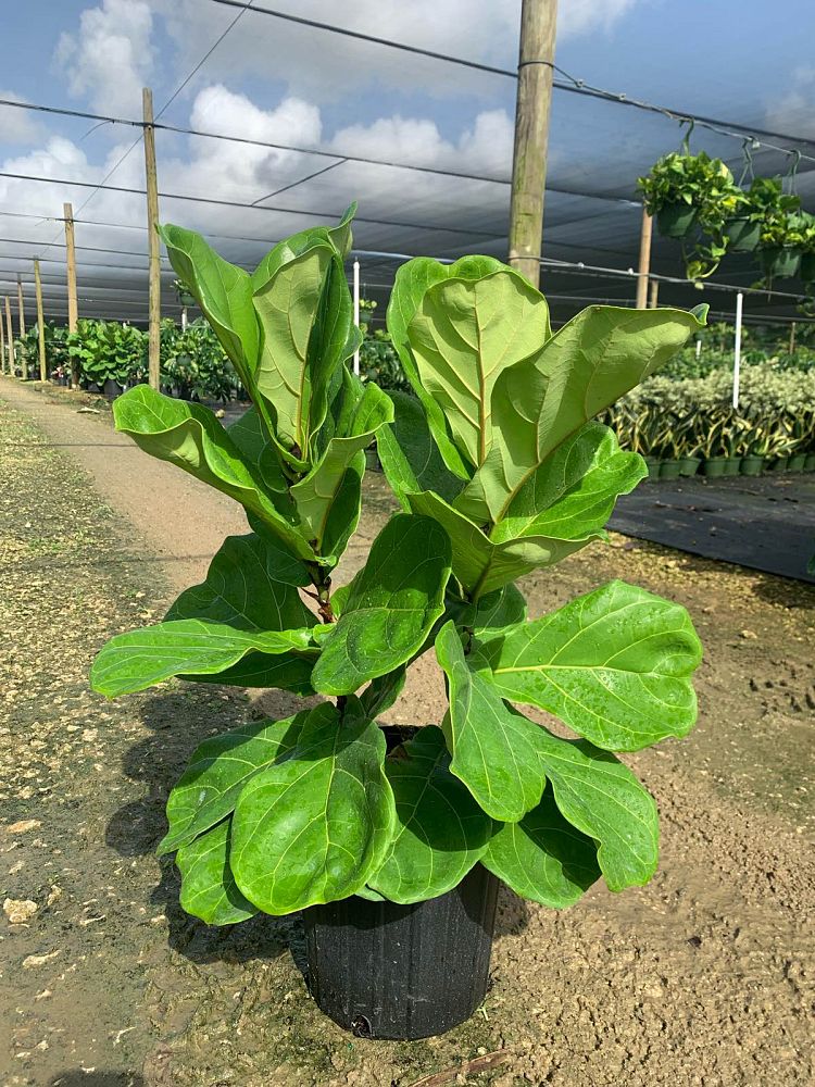 ficus-lyrata-fiddle-leaf-fig-ficus-pandurata