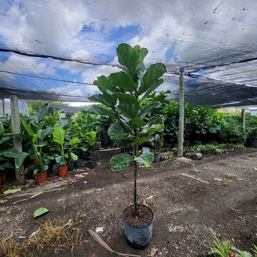 ficus-lyrata-fiddle-leaf-fig-ficus-pandurata