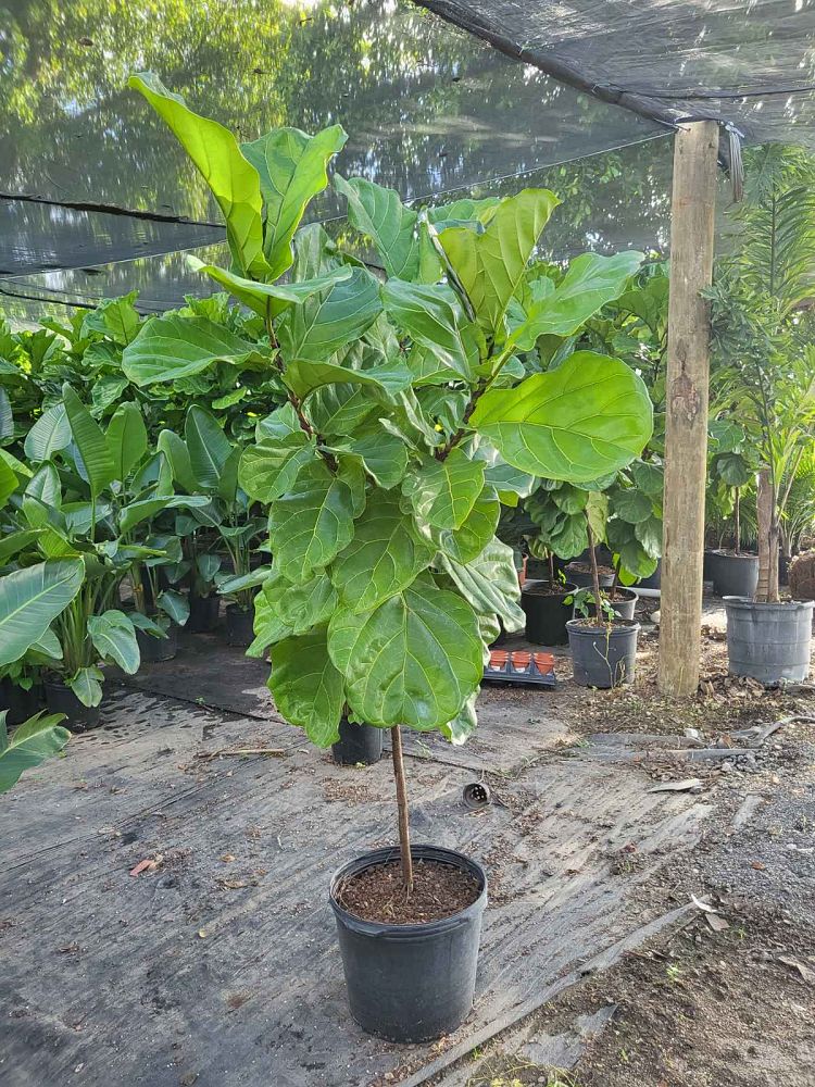 ficus-lyrata-fiddle-leaf-fig-ficus-pandurata