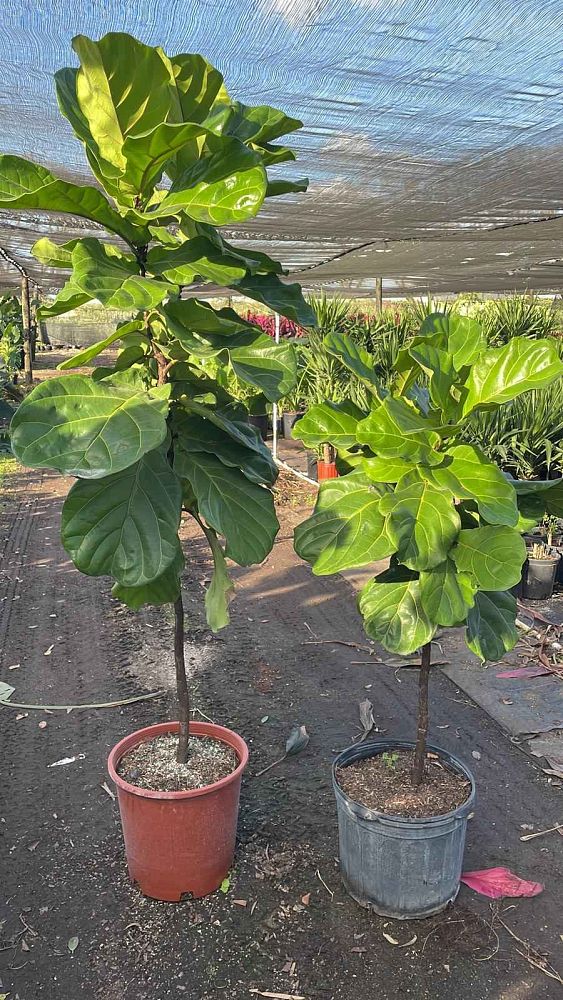 ficus-lyrata-fiddle-leaf-fig-ficus-pandurata