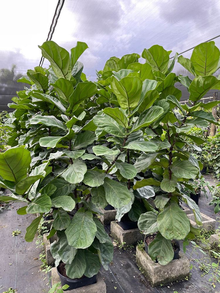 ficus-lyrata-fiddle-leaf-fig-ficus-pandurata