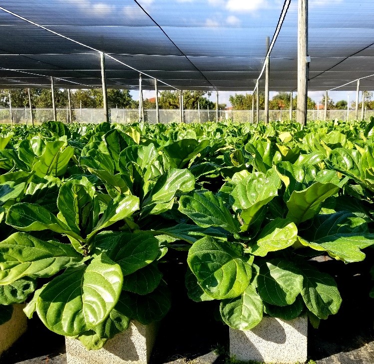 ficus-lyrata-fiddle-leaf-fig-ficus-pandurata