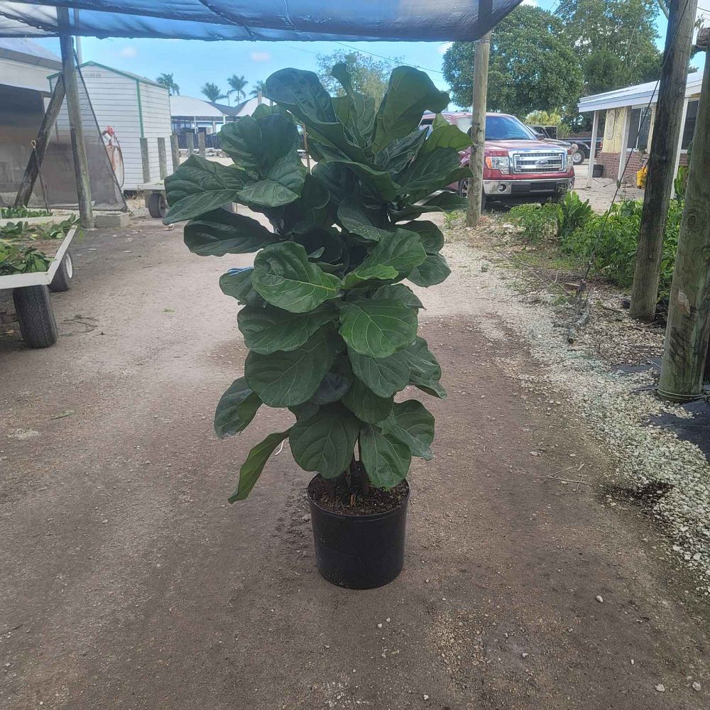 ficus-lyrata-fiddle-leaf-fig-ficus-pandurata