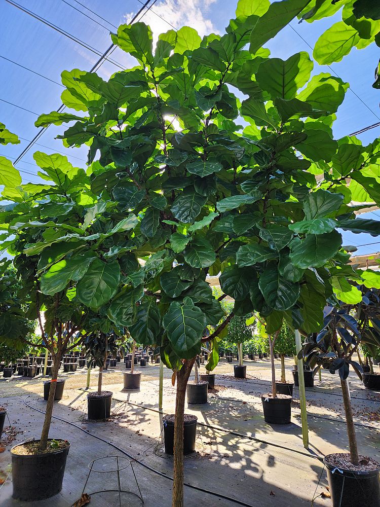 ficus-lyrata-fiddle-leaf-fig-ficus-pandurata