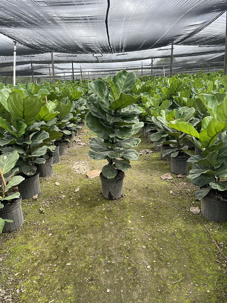 ficus-lyrata-fiddle-leaf-fig-ficus-pandurata