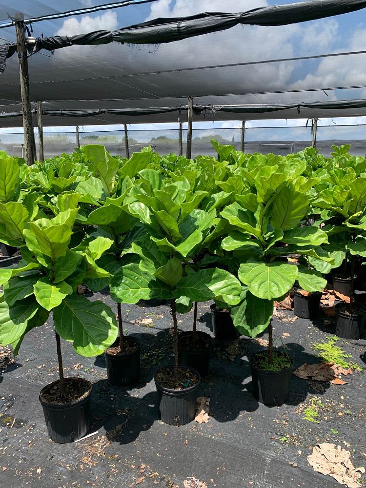ficus-lyrata-fiddle-leaf-fig-ficus-pandurata