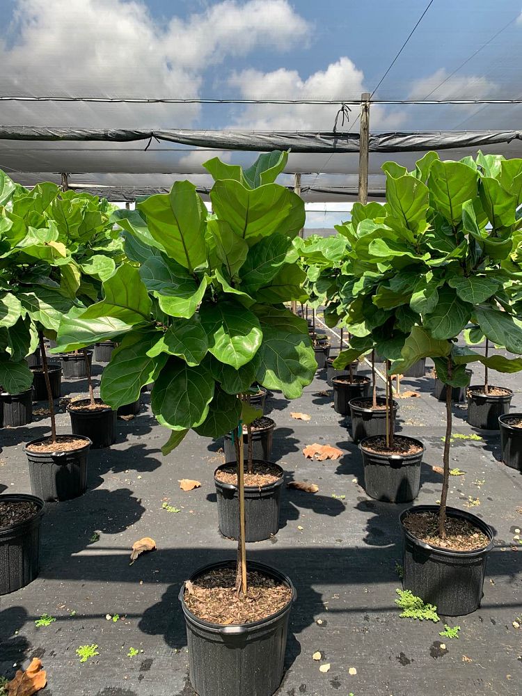 ficus-lyrata-fiddle-leaf-fig-ficus-pandurata
