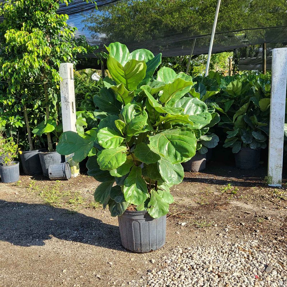 ficus-lyrata-fiddle-leaf-fig-ficus-pandurata