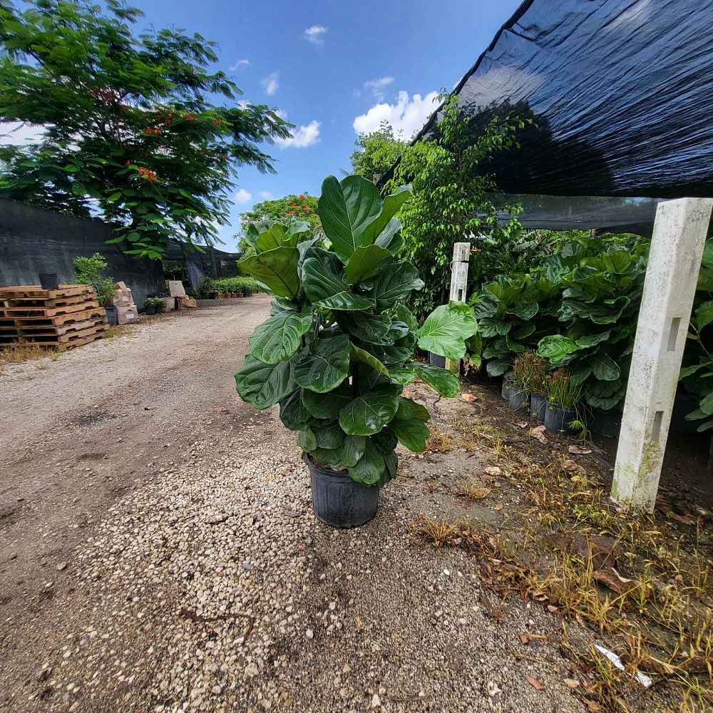 ficus-lyrata-fiddle-leaf-fig-ficus-pandurata