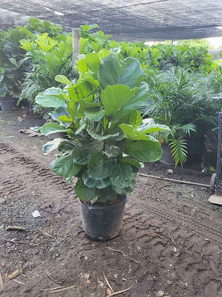 ficus-lyrata-fiddle-leaf-fig-ficus-pandurata
