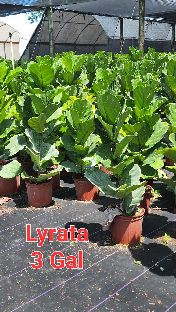 ficus-lyrata-fiddle-leaf-fig-ficus-pandurata