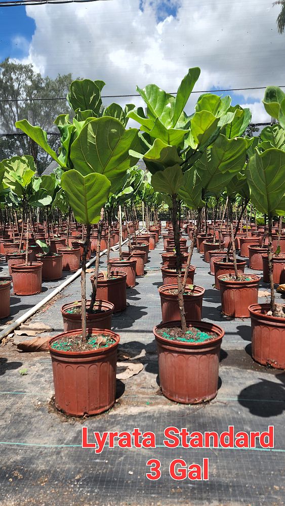 ficus-lyrata-fiddle-leaf-fig-ficus-pandurata