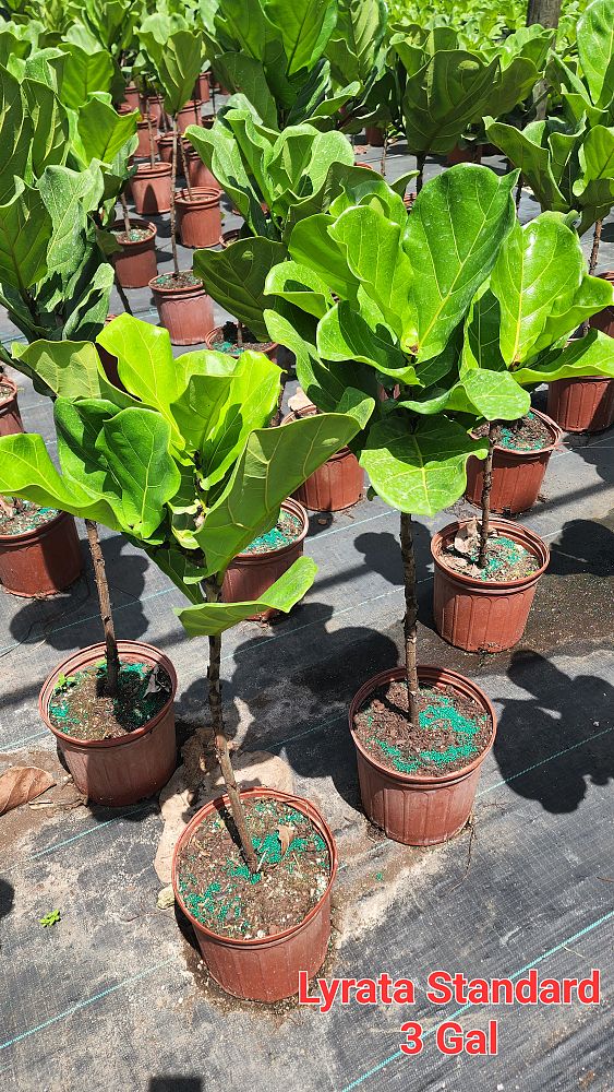 ficus-lyrata-fiddle-leaf-fig-ficus-pandurata