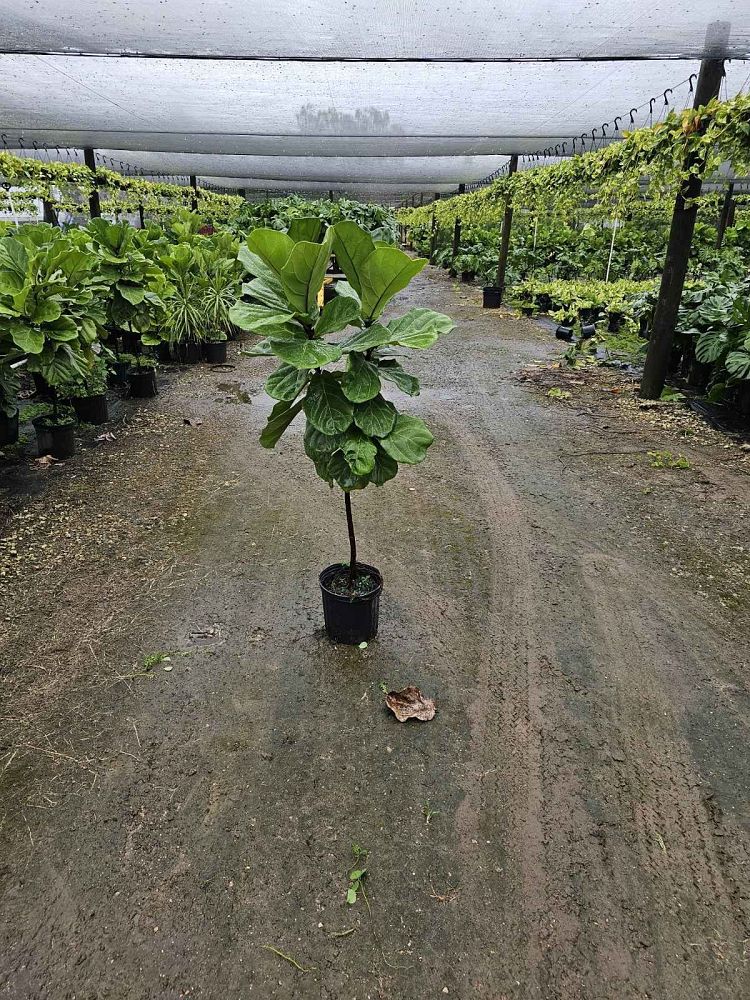 ficus-lyrata-fiddle-leaf-fig-ficus-pandurata
