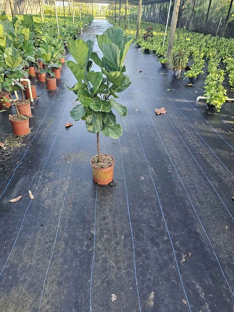 ficus-lyrata-fiddle-leaf-fig-ficus-pandurata