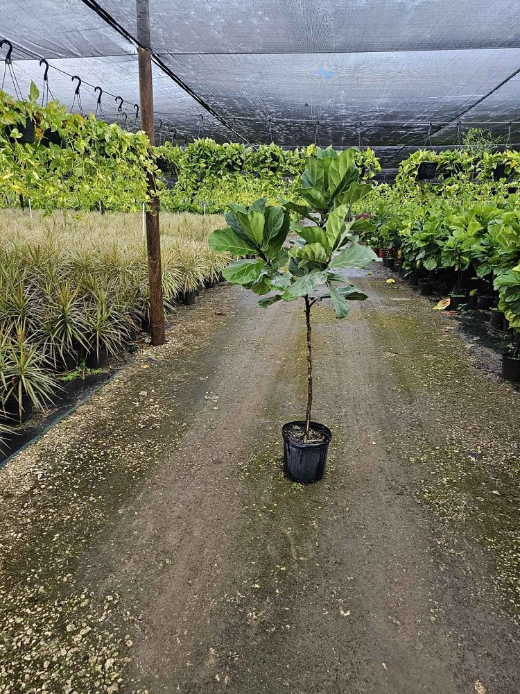 ficus-lyrata-fiddle-leaf-fig-ficus-pandurata