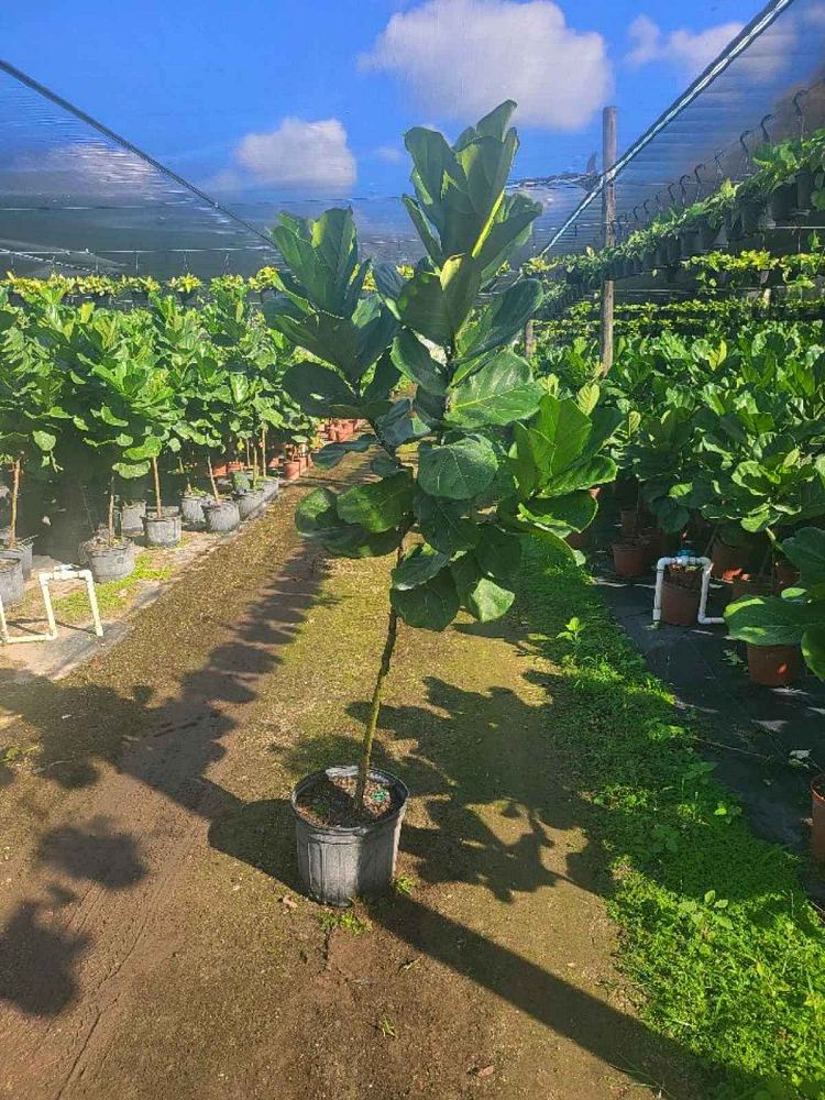 ficus-lyrata-fiddle-leaf-fig-ficus-pandurata