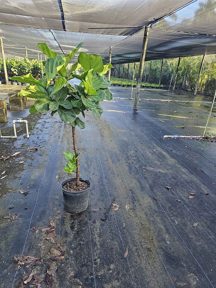 ficus-lyrata-fiddle-leaf-fig-ficus-pandurata