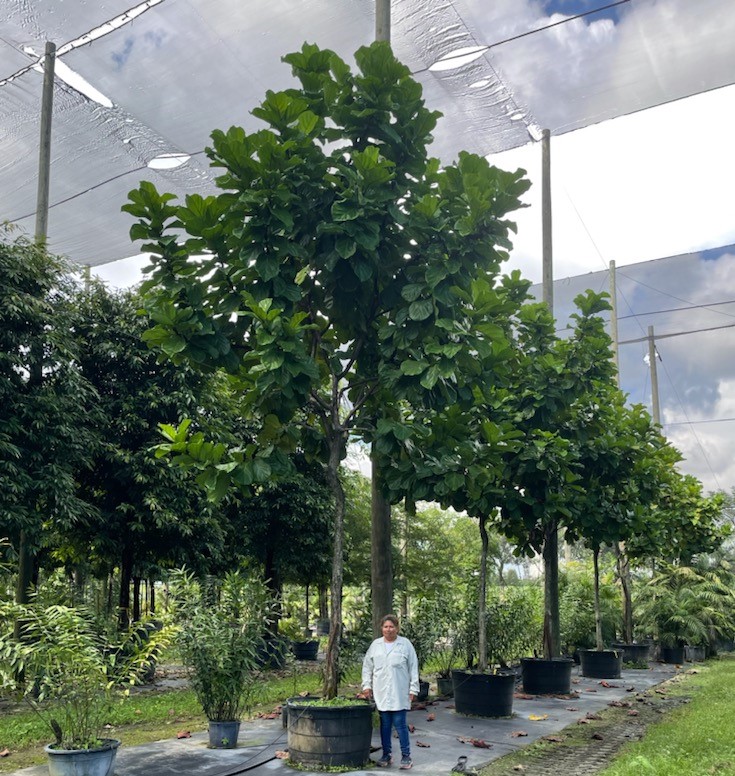 ficus-lyrata-fiddle-leaf-fig-ficus-pandurata