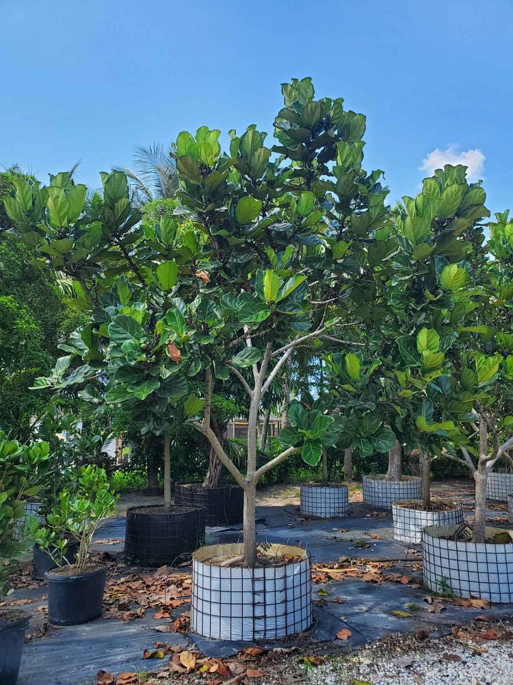 ficus-lyrata-fiddle-leaf-fig-ficus-pandurata