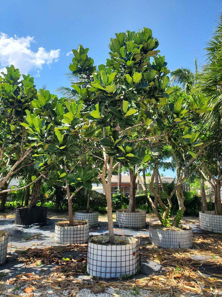 ficus-lyrata-fiddle-leaf-fig-ficus-pandurata