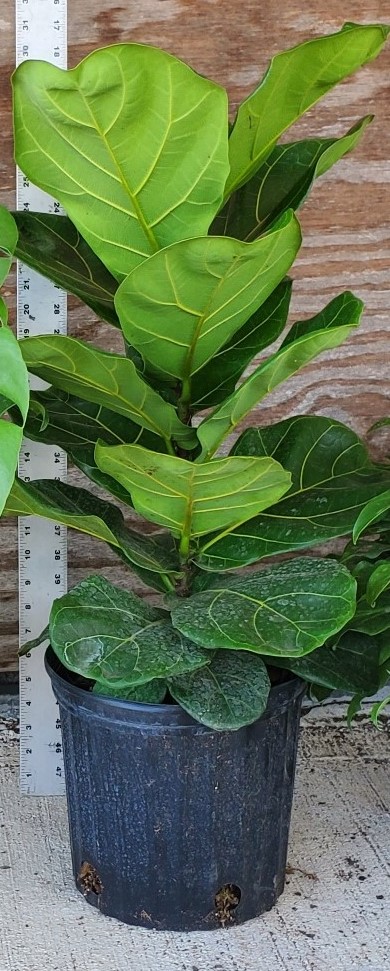 ficus-lyrata-fiddle-leaf-fig-ficus-pandurata