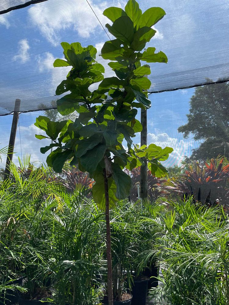 ficus-lyrata-fiddle-leaf-fig-ficus-pandurata