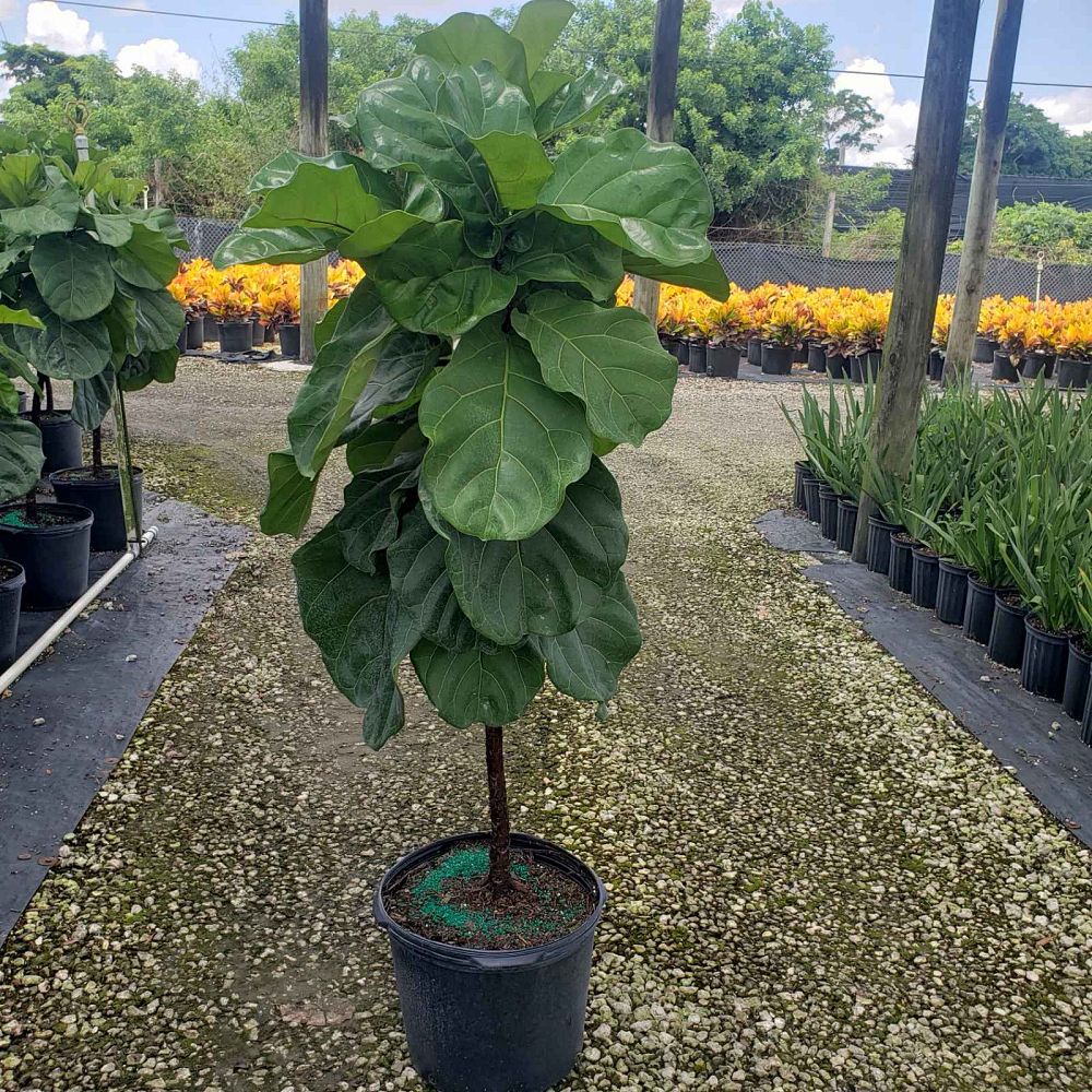 ficus-lyrata-fiddle-leaf-fig-ficus-pandurata