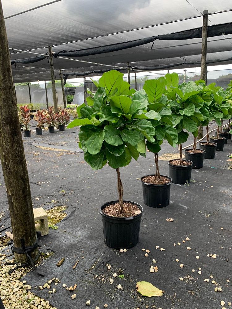 ficus-lyrata-fiddle-leaf-fig-ficus-pandurata