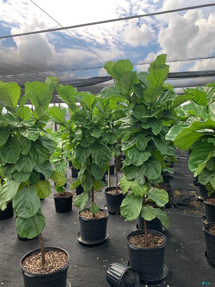 ficus-lyrata-fiddle-leaf-fig-ficus-pandurata